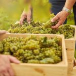 Arbeitskräfte bei der Weinernte