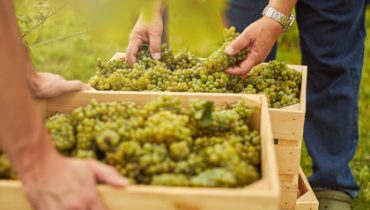 Arbeitskräfte bei der Weinernte