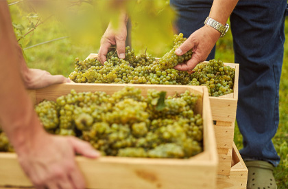 Traubenschnitt-3 Arbeitskräfte bei der Weinernte