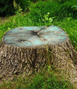 Baumwurzelentfernung