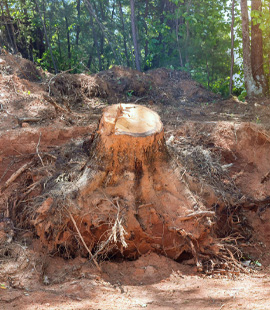 Baumwurzelentfernung