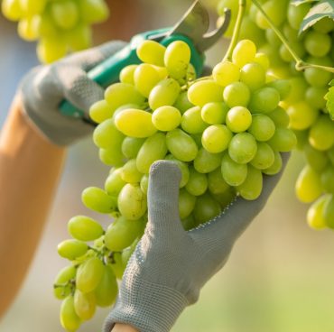 Gartenarbeit, Manuelle Arbeitsvermittlung für österreichische Weingüter